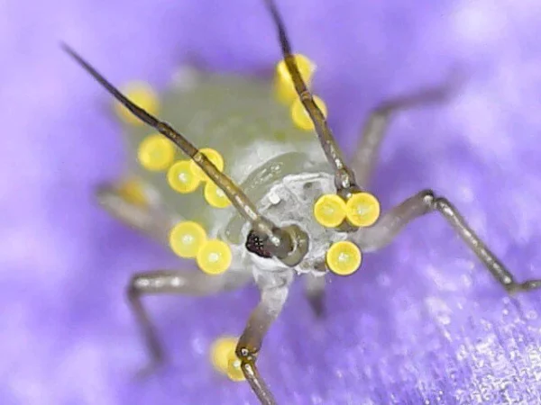 aphid on a crocus seen with the 1600X digital microscope