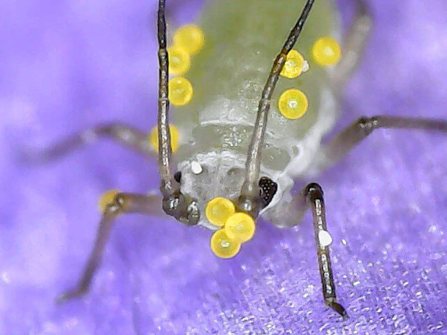 aphid on a crocus seen with the 1600X digital microscope